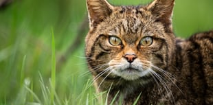 Wildcats could return to South West