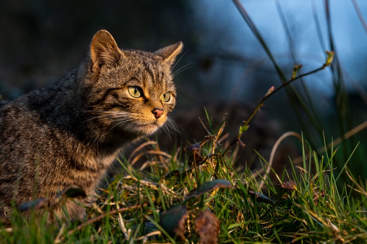 A wildcat in the evening light.
