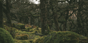 Call to help temperate rainforests thrive