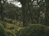 Call to help temperate rainforests thrive