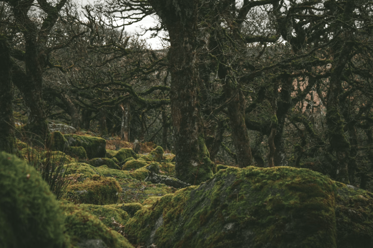 Wistman’s Wood, Dartmoor