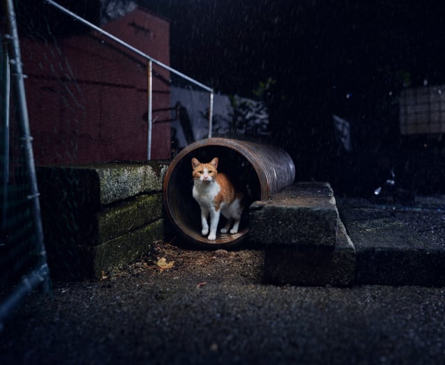 Stray cats face deadly risks in winter, says Cats Protection