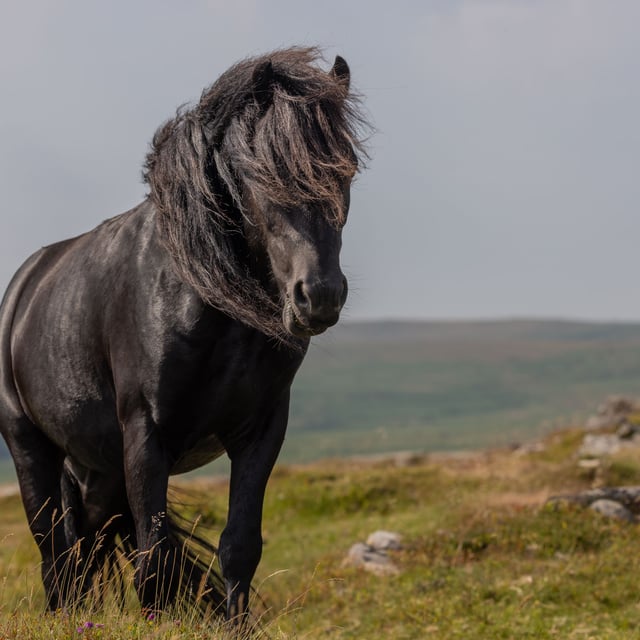 Mare and Foal Sanctuary to host feral pony welfare event
