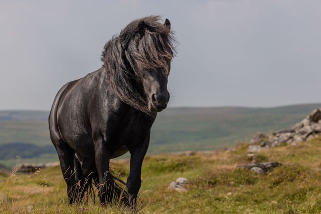 Endangered birds found on Dartmoor site