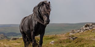 Endangered birds found on Dartmoor site