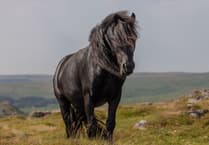 Ponies help save endangered birds on Dartmoor
