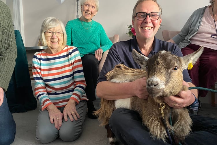 Ronnie the pygmy goat sits on his owner Tim Sheppard, of Tavistock Therapy Goats at Drake Lodge residential home..