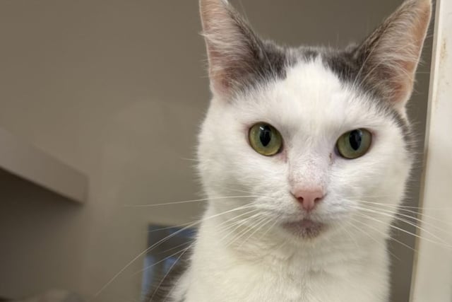 RSPCA warning as pet neglect rises 16 per cent in Devon