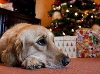 Pet owners warned of festive food dangers to dogs