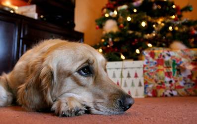 Pet owners warned of festive food dangers to dogs