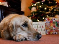 Pet owners warned of festive food dangers to dogs