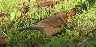 Wildlife at Stone Lane Gardens thrives in winter