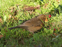 Wildlife at Stone Lane Gardens thrives in winter