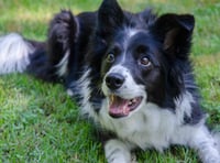 John Howells: Dog lessons