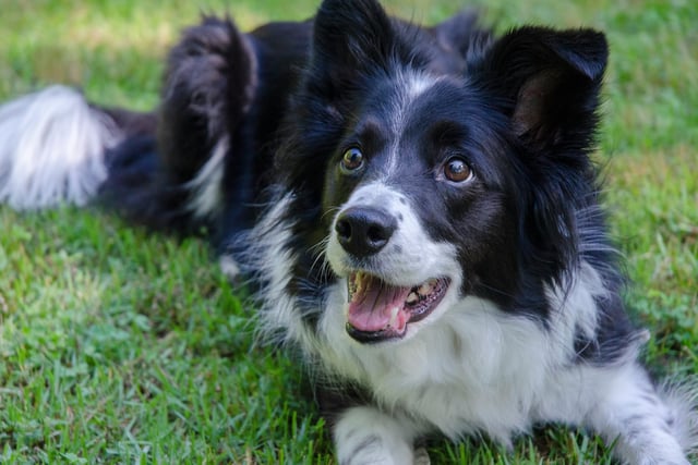 John Howells: Dog lessons