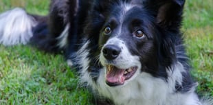 John Howells: Dog lessons