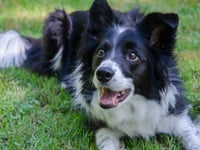 John Howells: Dog lessons