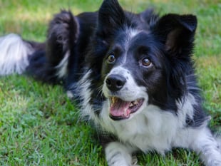 John Howells: Dog lessons