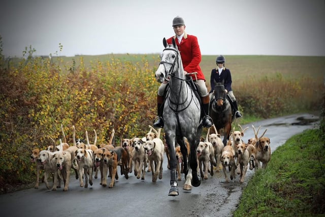 Devon hunts oppose trail hunting ban