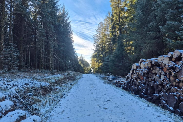 A snowy track in Bellever Forest as ice and frozen snow makes life difficult for travellers. Picture by Sarah Pascall.