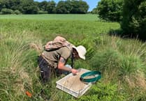 Dartmoor National Park welcomes extension of farming scheme