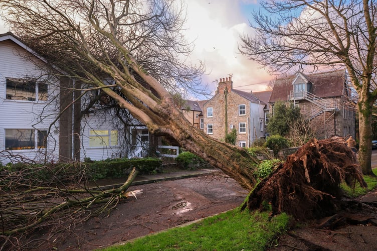Trees down in Penzance following Storm Goretti. Photo by Penzance Council