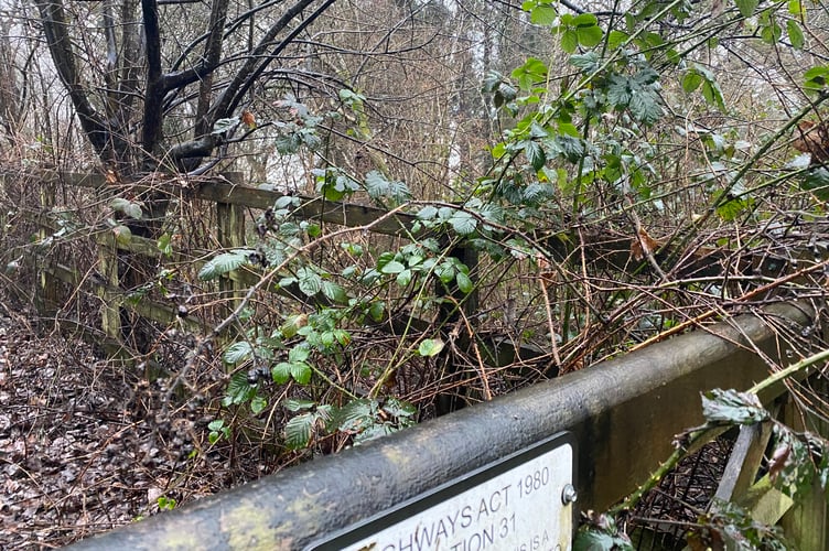 A glimpse of the woodland on Callington Road, Tavistock, on which two homes could be built if objections to disturbance to wildlife and a new 'unsafe' access road can be overcome.