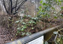 Wildlife fears for Tavistock woodland homes plan