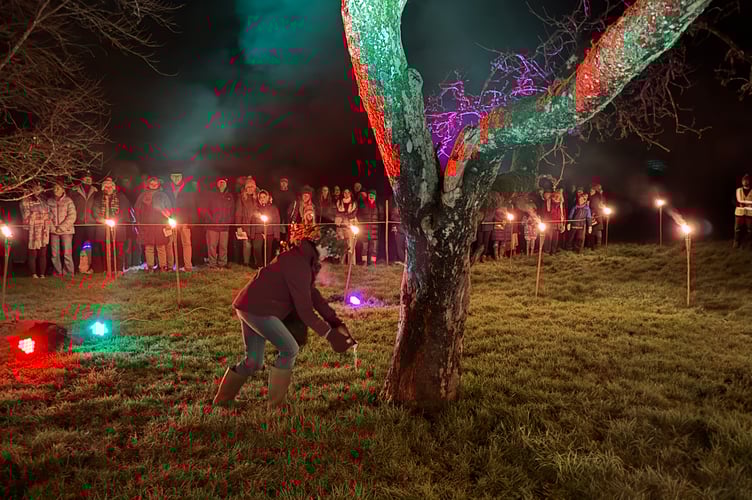 The Wassail Queen Sue Charnock pouring cider around an apple tree at Sandford Wassail.  AQ 2222
