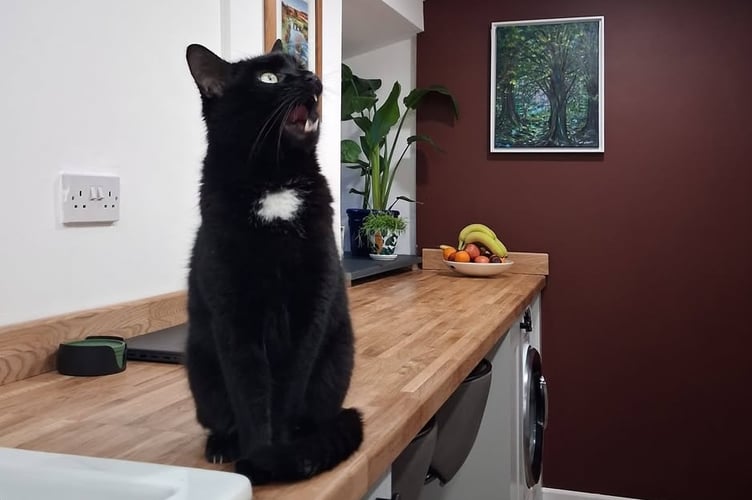 Polo the famous Tavistock cat is pictured safely back home after going missing for four days and found in Calstock.