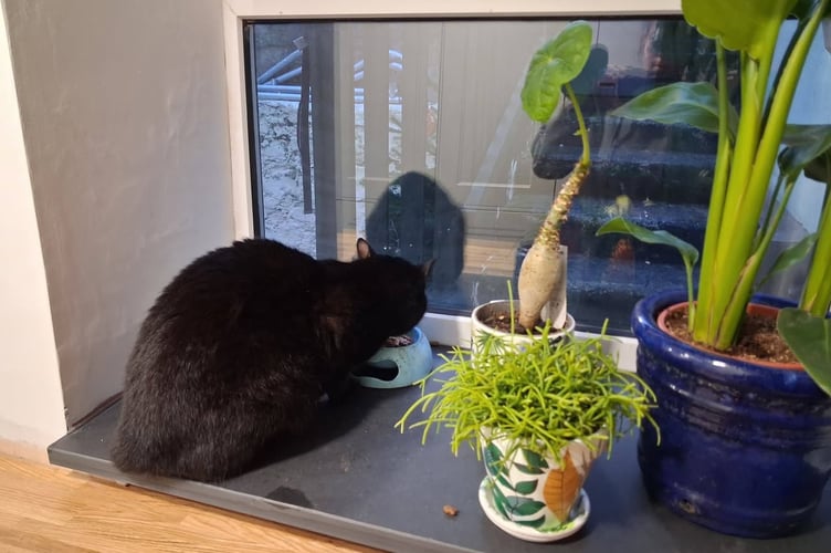 Polo the famous Tavistock cat is pictured safely back home after going missing for four days and found in Calstock.