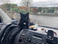 Missing beloved cat found far from home