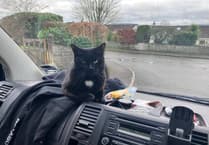 Missing beloved Tavistock cat found far from home