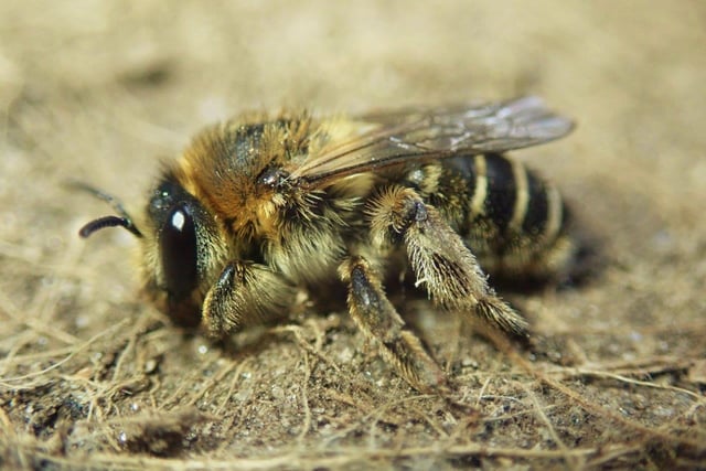 Rare bee creating a buzz   