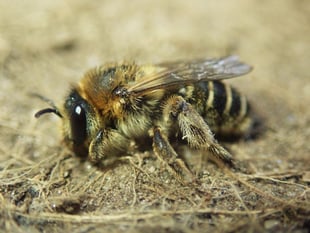 Rare bee creating a buzz   