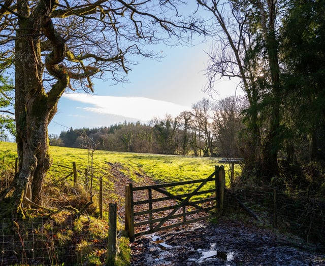 New woodland being created near Hatherleigh