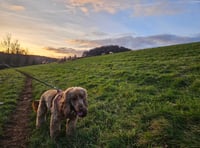 RSPCA on new livestock worrying law