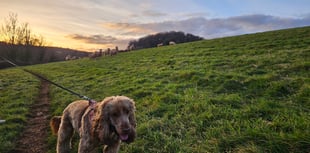 RSPCA on new livestock worrying law