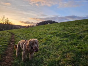 RSPCA on new livestock worrying law