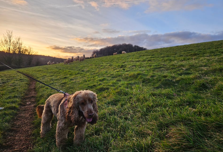 RSPCA on new livestock worrying law