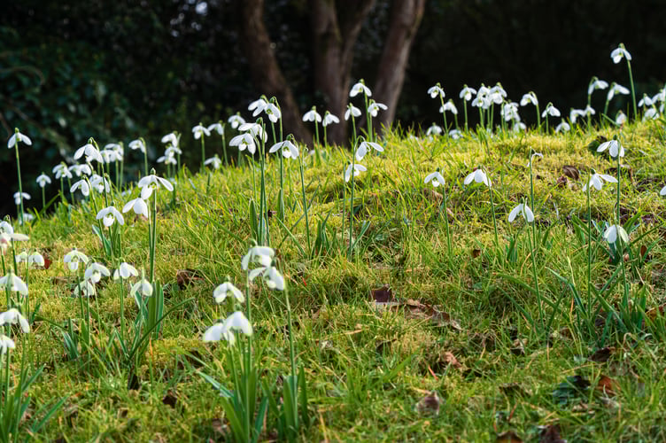 Snowdrops on the bank leading down to the Walled Garden