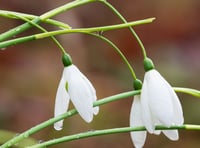 In pictures: Snowdrop spectacular