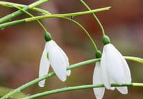 Snowdrop spectacular at The Garden House