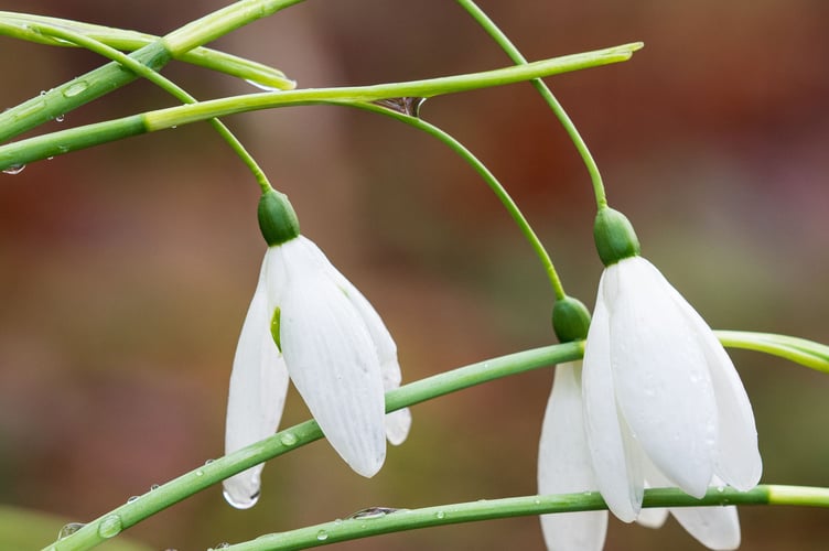 The Garden House, Galanthus Fly Fishing. Picture: John Richmond.