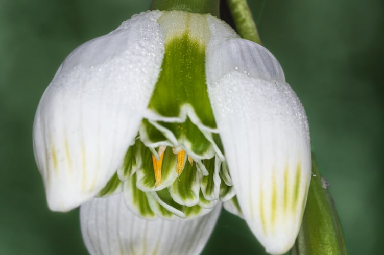 Close up, the difference can always be observed. Picture: John Richmond.