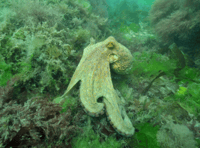 Exceptional octopus surge continues to pose risk to fishing industry