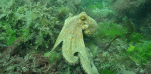 Exceptional octopus surge continues to pose risk to fishing industry