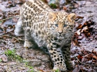 Rare Amur leopard cub to make public debut at Dartmoor Zoo