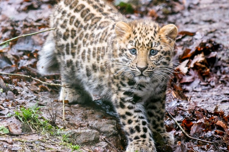Amur leopard cub Zeya at Dartmoor Zoo