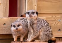 Dartmoor Zoo marks most successful year